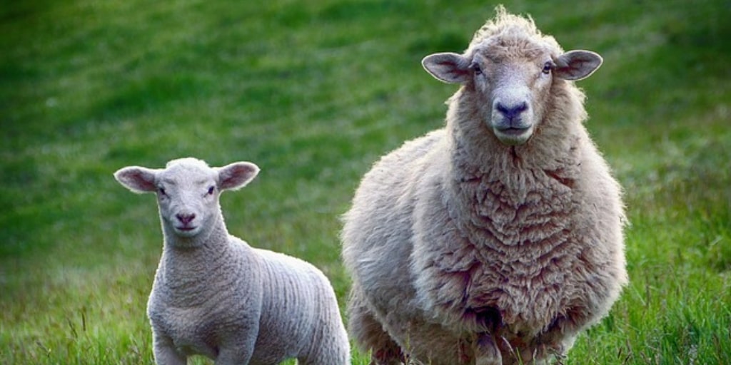 5 Most Profitable Farm Animals To Raise For Beginners | BusinessVaani